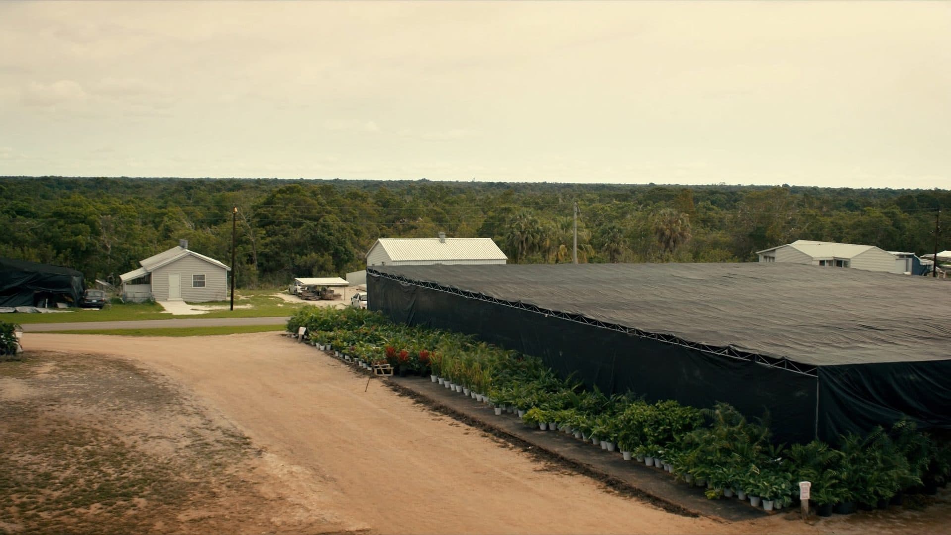 Foliage nursery shade houses and open fields on the semi rural edge of Apopka, Florida, with slash pine and cabbage palm beyond.