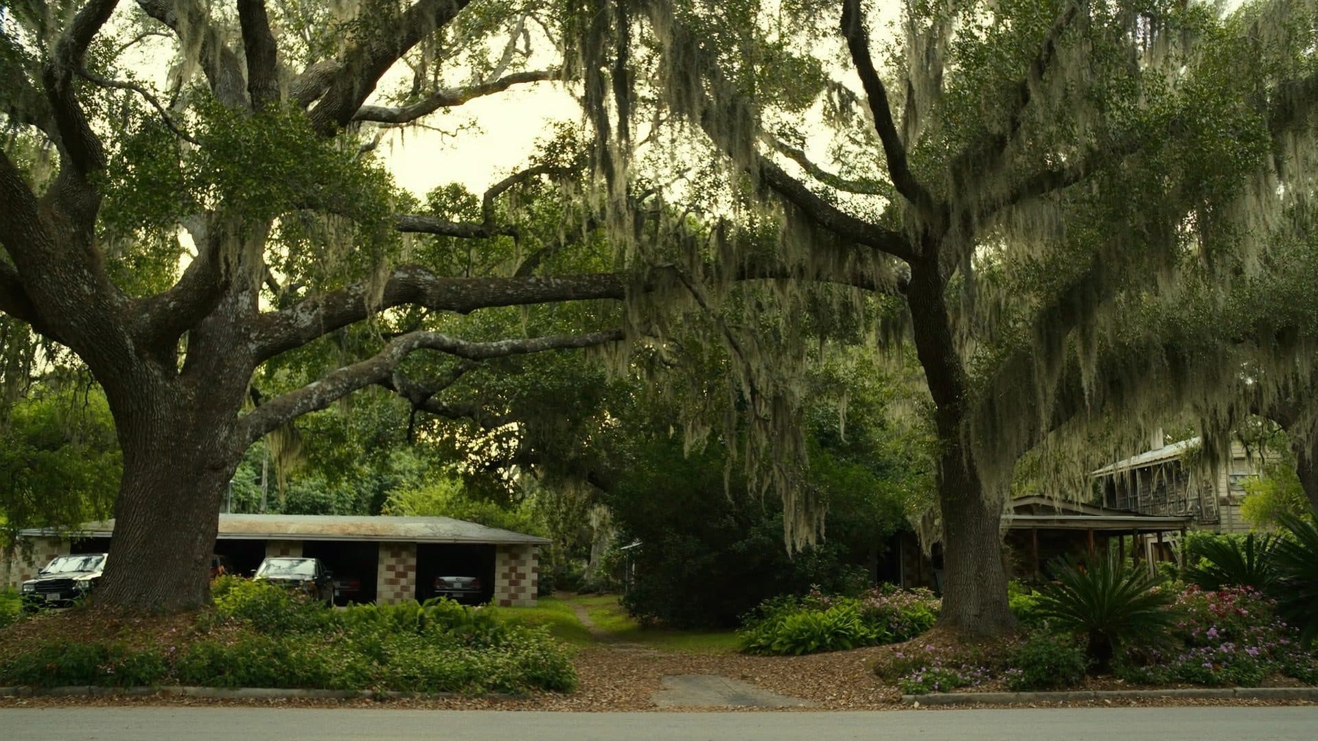 Residential street in Longwood, Florida shaded by a dense canopy of live oaks draped with Spanish moss, with single story ranch homes behind mature landscaping.